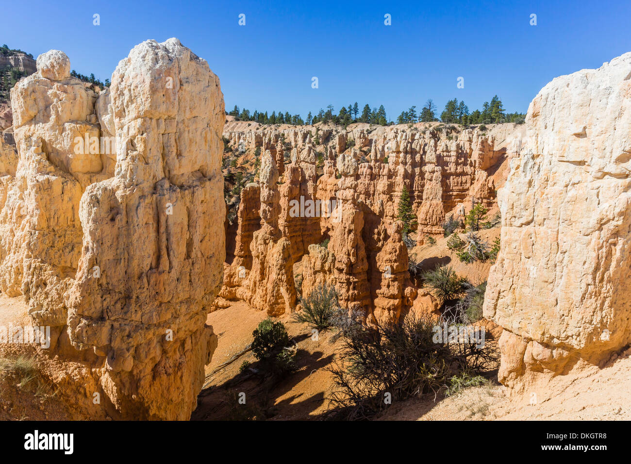 Hoodoo formazioni rocciose dai Fairyland Trail, Parco Nazionale di Bryce Canyon, Utah, Stati Uniti d'America, America del Nord Foto Stock