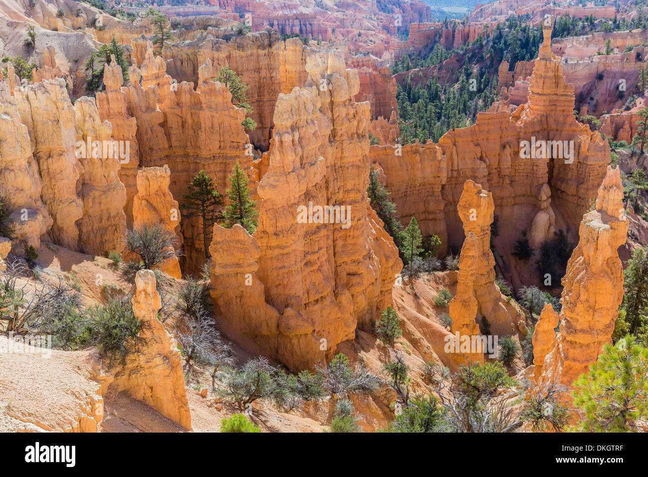 Hoodoo formazioni rocciose dai Fairyland Trail, Parco Nazionale di Bryce Canyon, Utah, Stati Uniti d'America, America del Nord Foto Stock