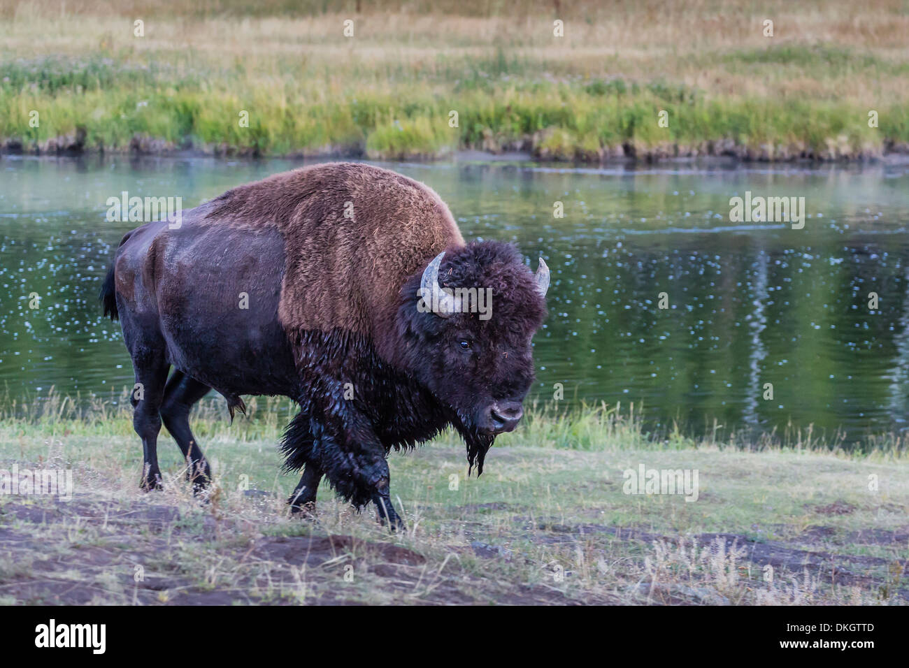 Lone bison (buffalo) (Bison bison) in movimento nel Parco Nazionale di Yellowstone, Sito Patrimonio Mondiale dell'UNESCO, Wyoming USA Foto Stock