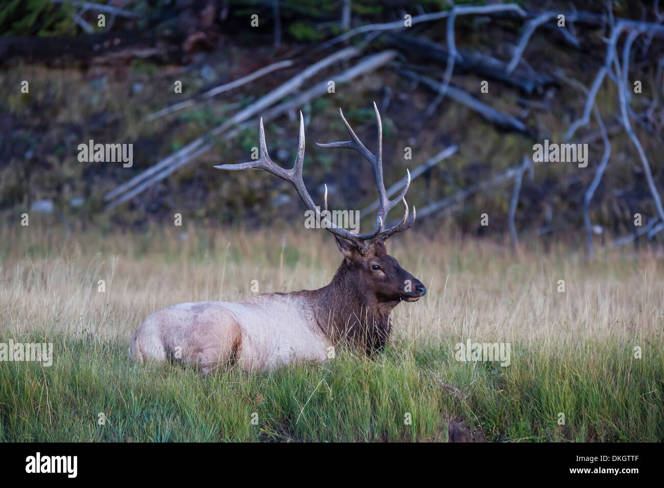 Bull elk (Cervus canadensis), lungo il fiume Madison, il Parco Nazionale di Yellowstone, Sito Patrimonio Mondiale dell'UNESCO, Wyoming USA Foto Stock