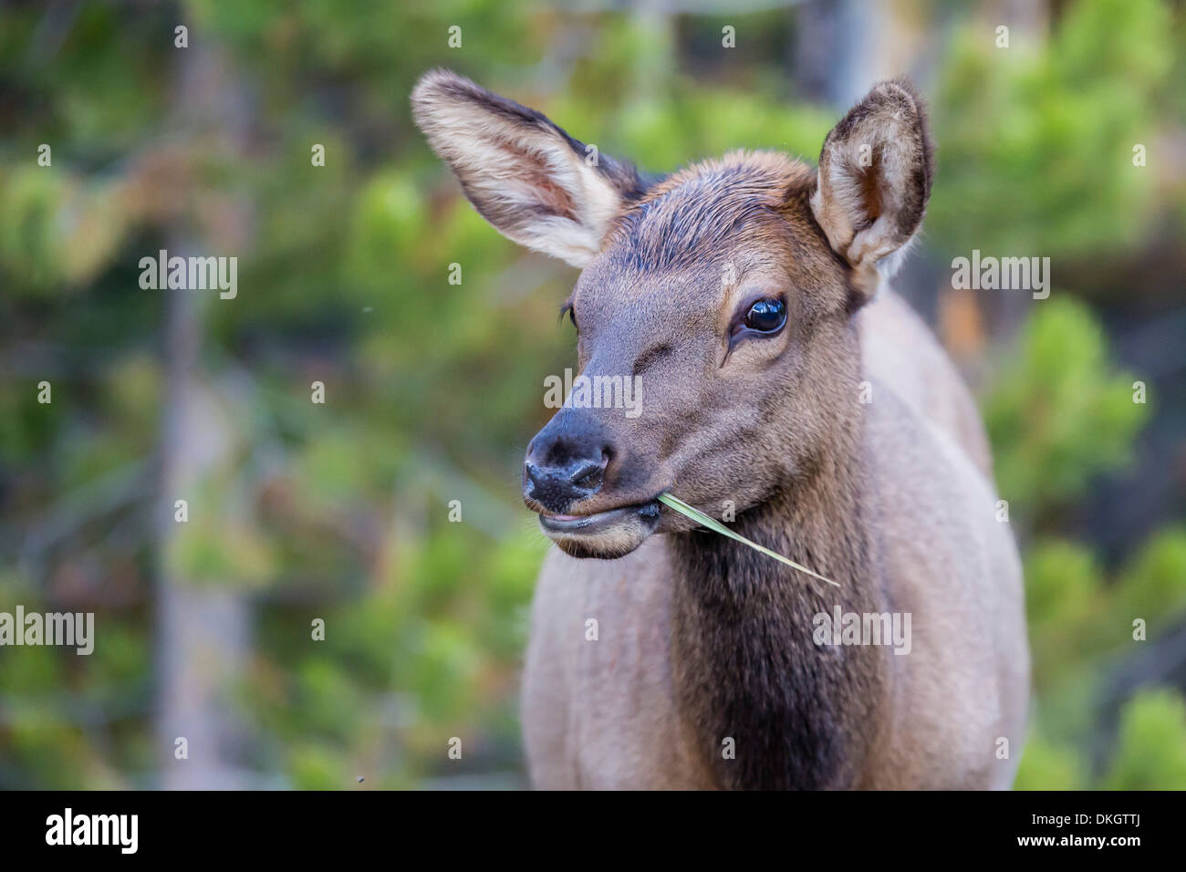 Giovani elk (Cervus canadensis) il pascolo lungo il fiume Madison, il Parco Nazionale di Yellowstone, sito UNESCO, Wyoming USA Foto Stock