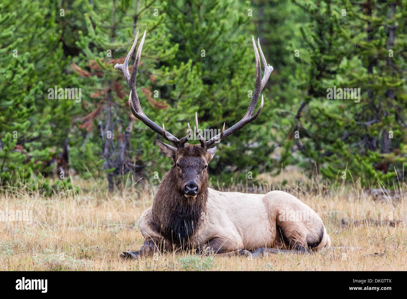 Bull elk (Cervus canadensis), lungo il fiume Madison, il Parco Nazionale di Yellowstone, Sito Patrimonio Mondiale dell'UNESCO, Wyoming USA Foto Stock