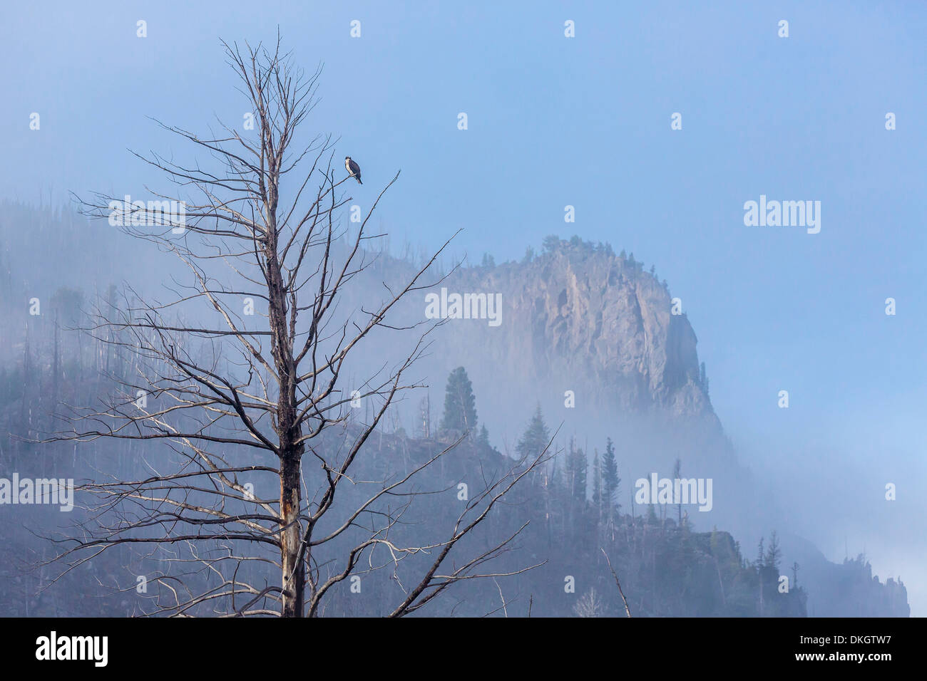 Falco pescatore (Pandion haliaetus) lungo il fiume Madison, il Parco Nazionale di Yellowstone, Sito Patrimonio Mondiale dell'UNESCO, Wyoming USA Foto Stock