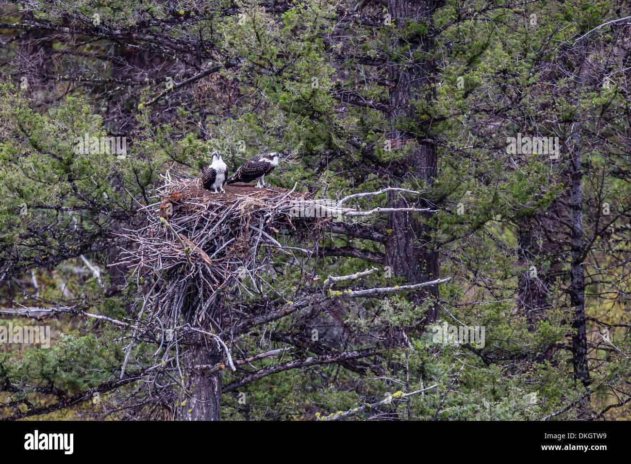 Falco pescatore (Pandion haliaetus) uccellini su nido, il Parco Nazionale di Yellowstone, Sito Patrimonio Mondiale dell'UNESCO, Wyoming USA Foto Stock
