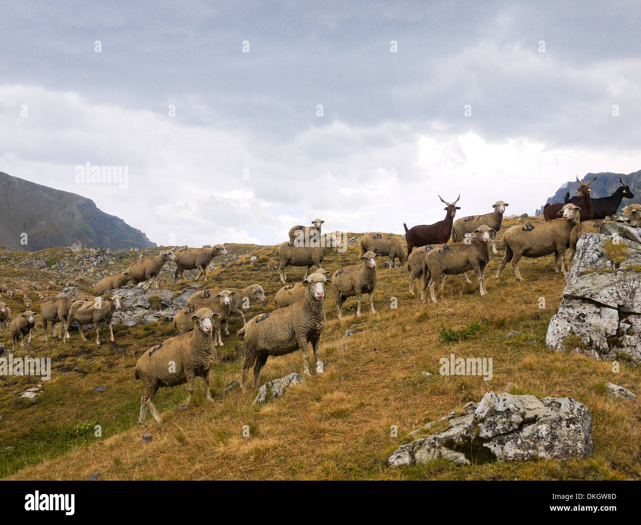 Pecore in Valle Stura, Alpi, Italia Foto Stock