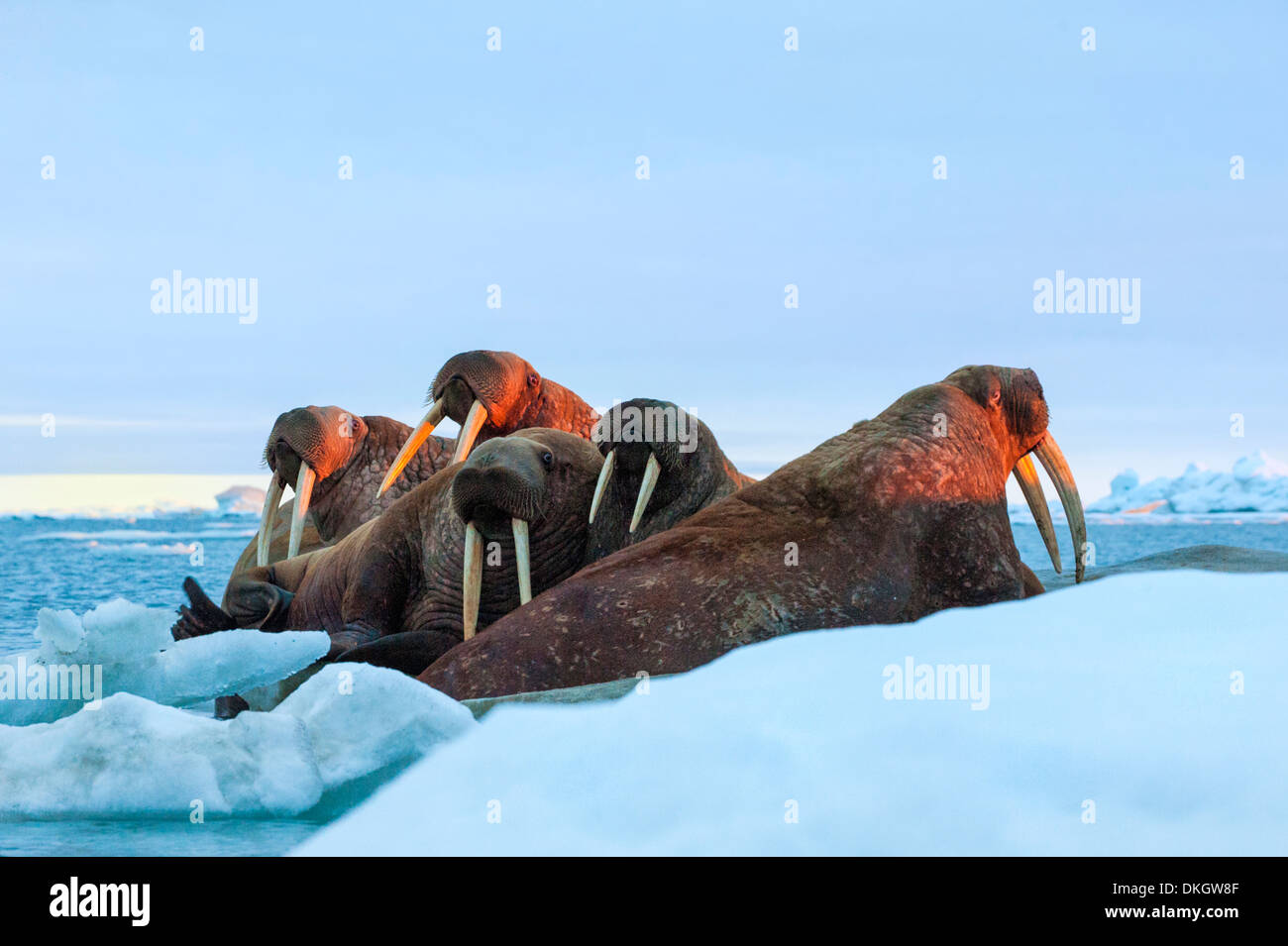 Sera sun colpisce un gruppo di trichechi (Odobenus rosmarus), Wrangel Island, sito UNESCO, Chuckchi Mare, Chukotka, Russia Foto Stock