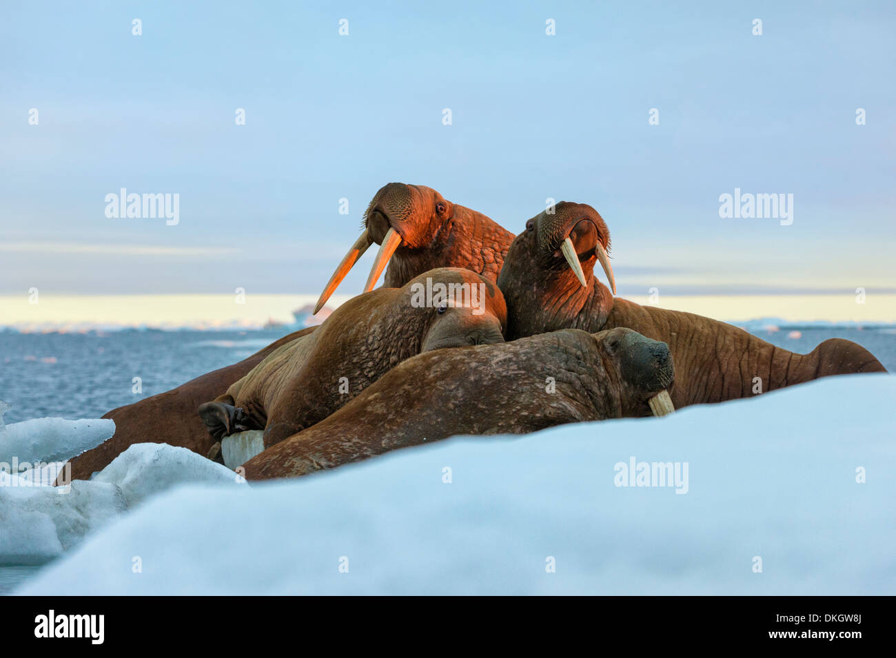 Sera sun colpisce un gruppo di trichechi (Odobenus rosmarus), Wrangel Island, sito UNESCO, Chuckchi Mare, Chukotka, Russia Foto Stock