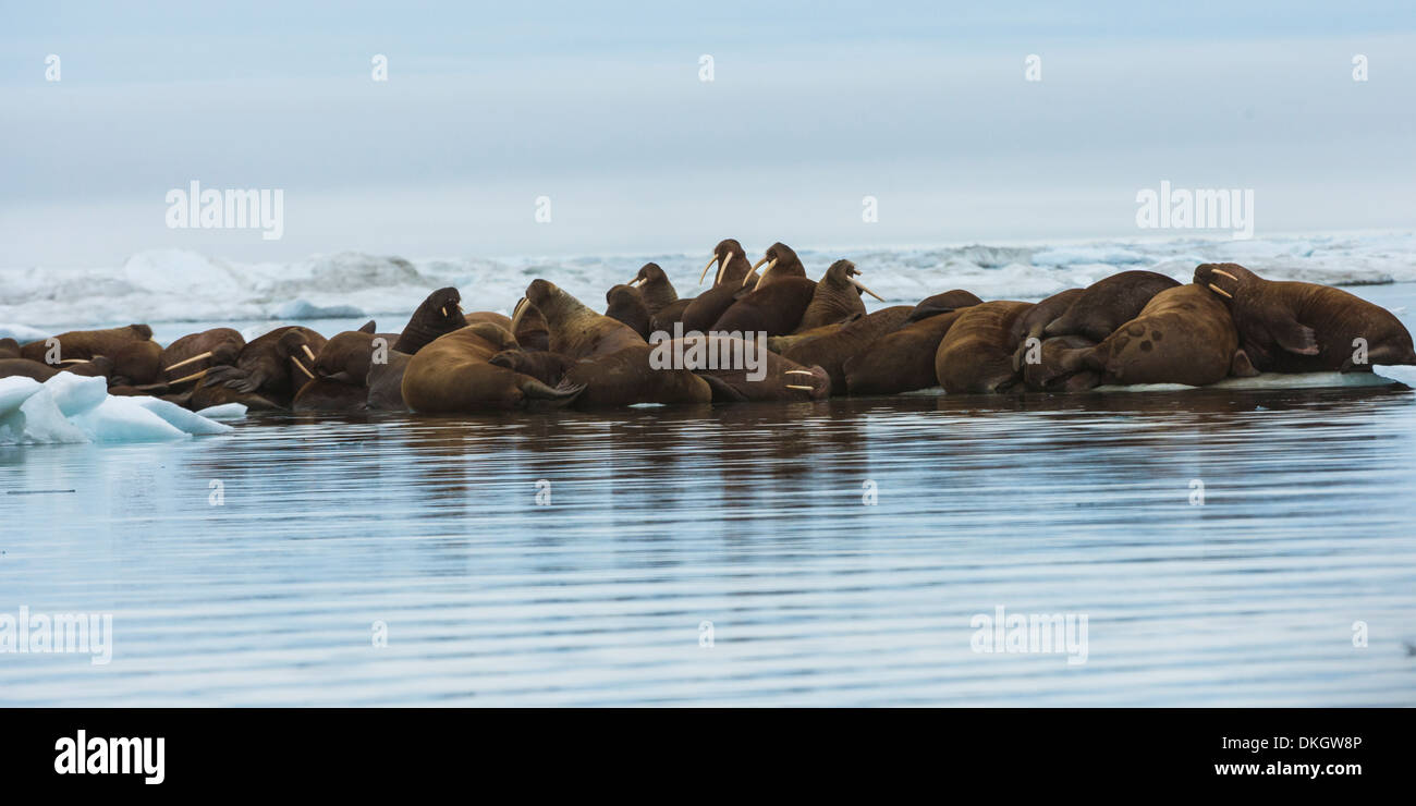 Gruppo di trichechi in appoggio su un glaçon, Krasin Bay, Wrangel Island, sito UNESCO, Chuckchi Mare, Chukotka, Russia Foto Stock