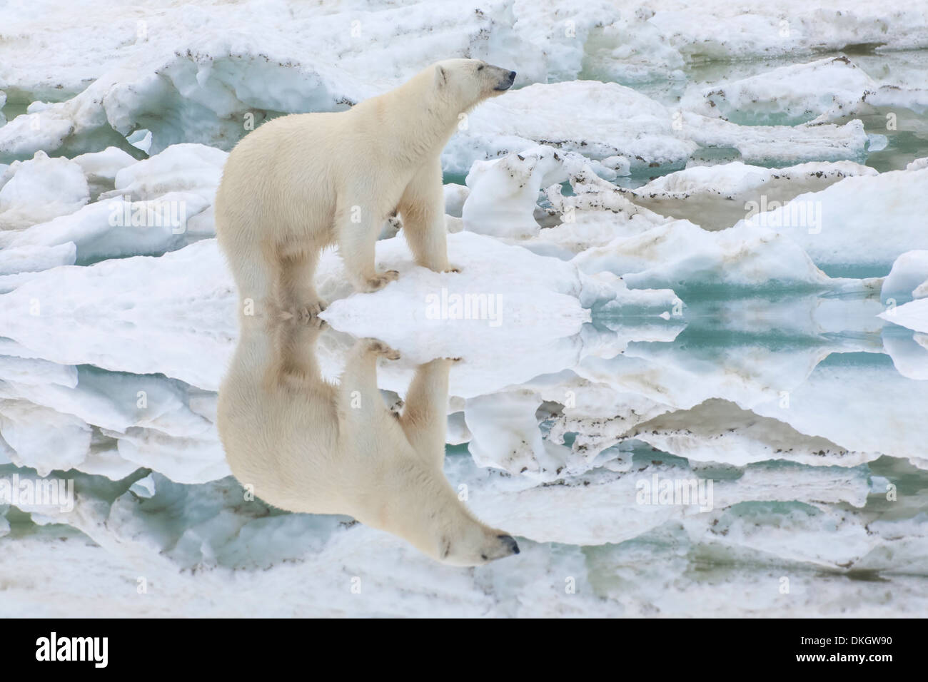 Femmina orso polare riflettendo in acqua (Ursus maritimus), Wrangel Island, sito UNESCO, Chuckchi Mare, Chukotka, Russia Foto Stock