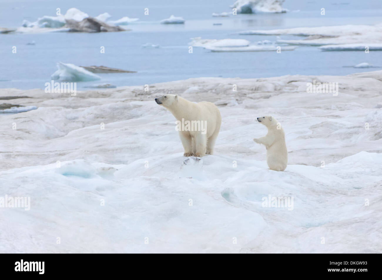 Madre di orso polare con uno cub (Ursus maritimus), Wrangel Island, sito Patrimonio Mondiale dell'UNESCO, Chuckchi Mare, Chukotka, Russia Foto Stock