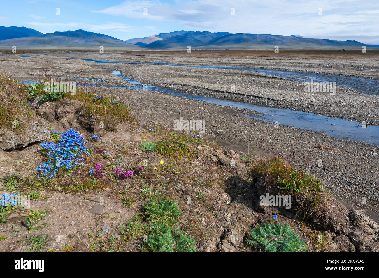 Riverbed vicino al villaggio di dubbia, Wrangel Island, sito Patrimonio Mondiale dell'UNESCO, Chuckchi Mare, Chukotka, Estremo Oriente Russo, Russia Foto Stock