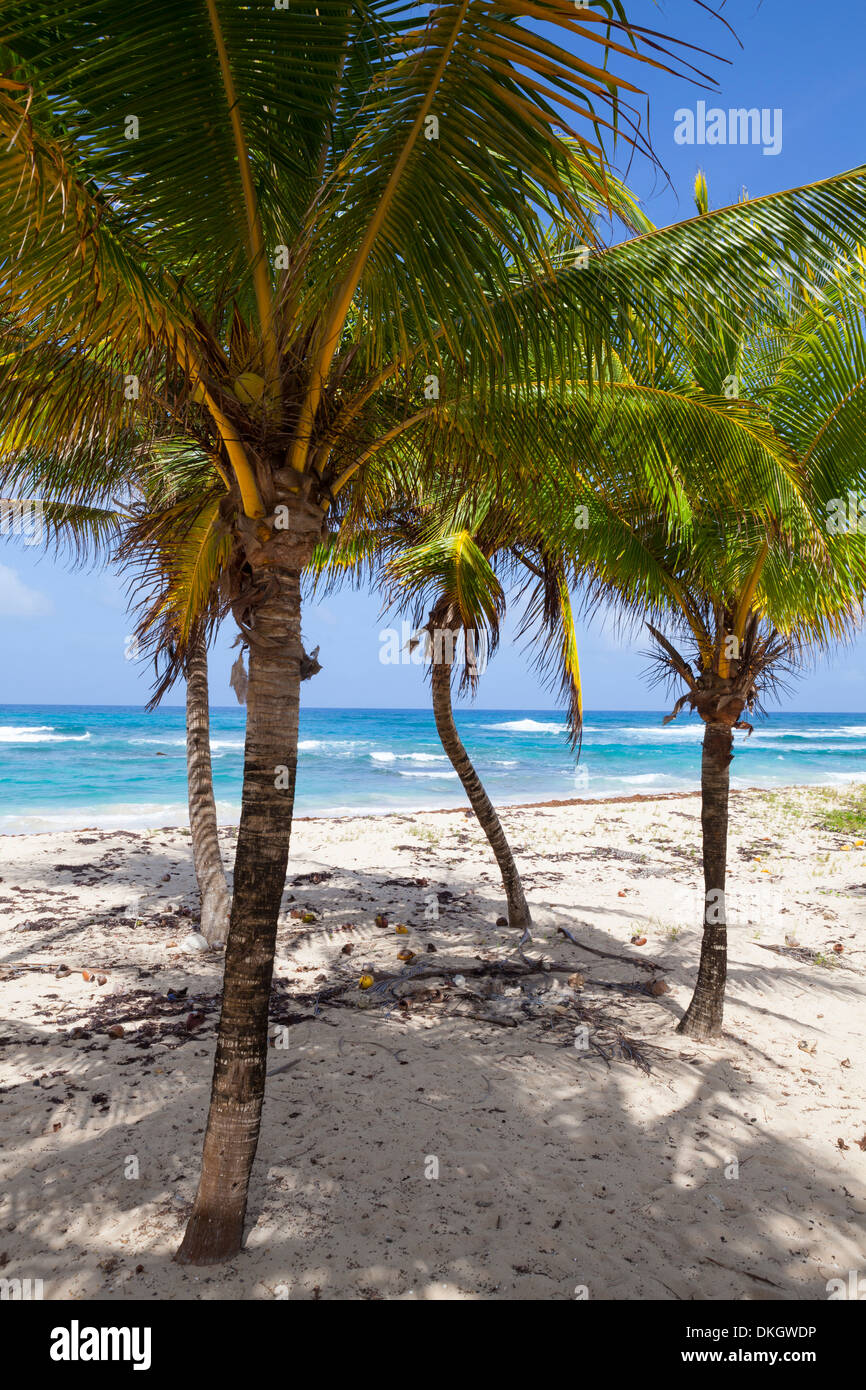 Long Bay, East Coast, parrocchia di Portland, Giamaica, West Indies, dei Caraibi e America centrale Foto Stock