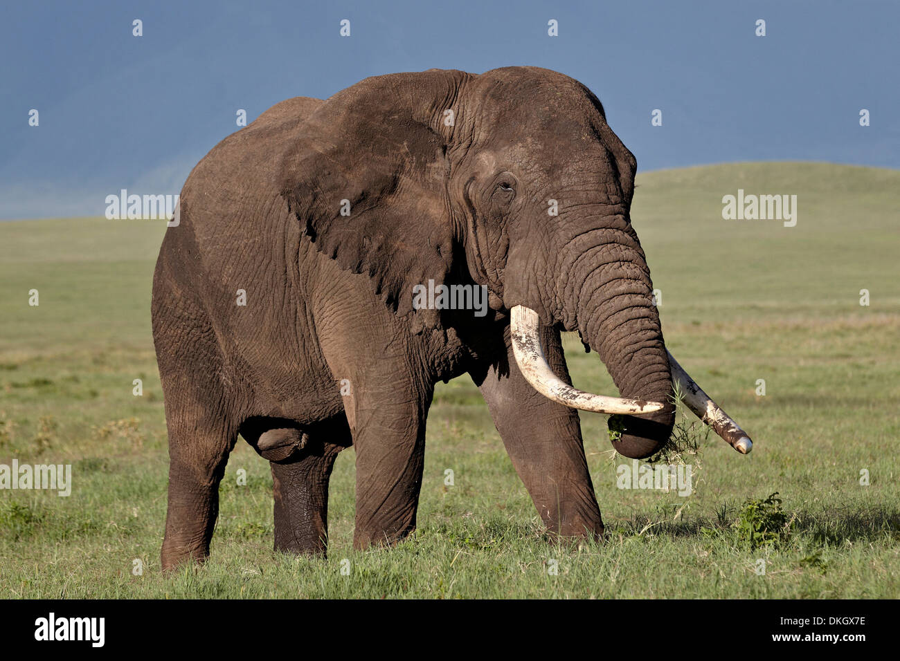 Bull dell' elefante africano (Loxodonta africana), il cratere di Ngorongoro, Tanzania, Africa orientale, Africa Foto Stock