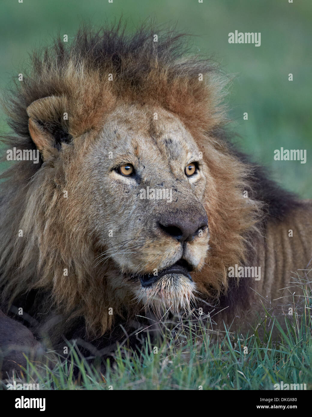 Lion (Panthera leo), il cratere di Ngorongoro, Tanzania, Africa orientale, Africa Foto Stock