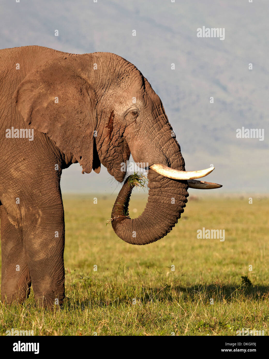 Elefante africano (Loxodonta africana) bull mangiare, il cratere di Ngorongoro, Tanzania, Africa orientale, Africa Foto Stock