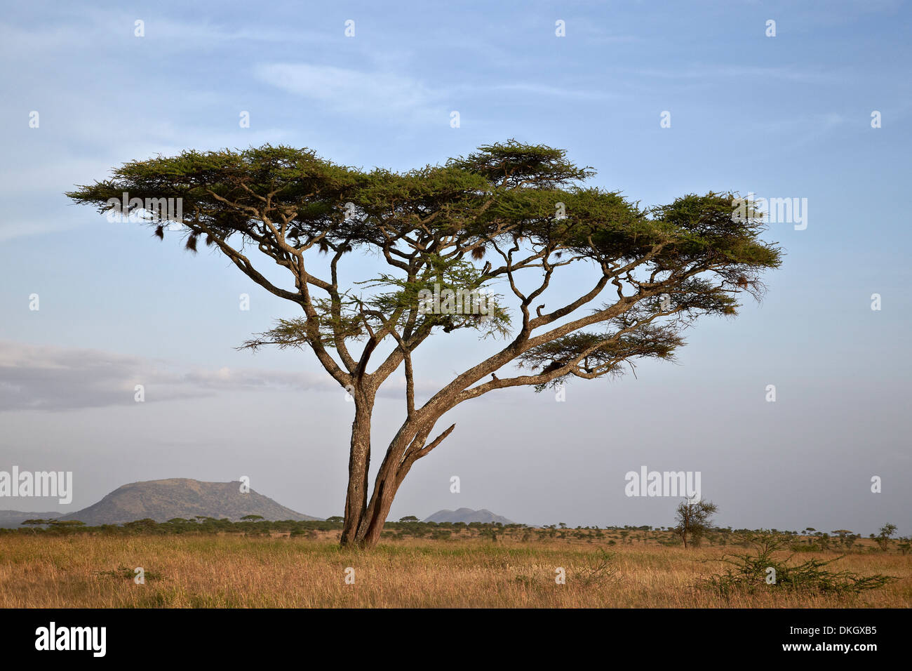 Acacia, Serengeti National Park, Tanzania, Africa orientale, Africa Foto Stock