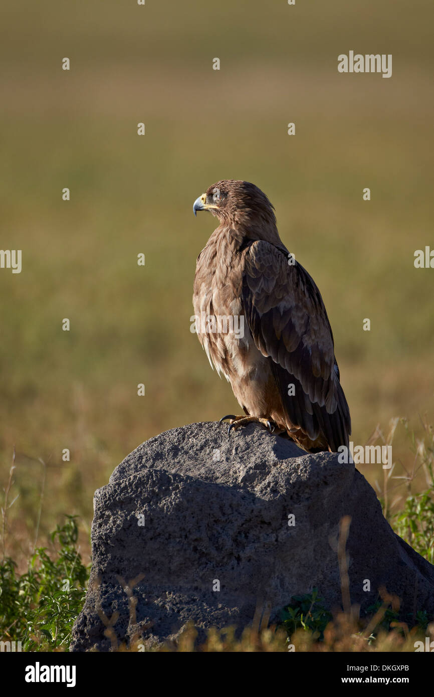Bruno eagle (Aquila rapax), il cratere di Ngorongoro, Tanzania, Africa orientale, Africa Foto Stock