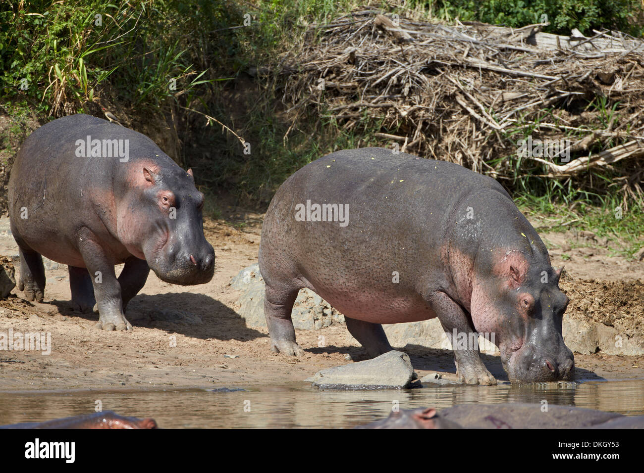 Due ippopotamo (Hippopotamus amphibius) tornando all'acqua, Parco Nazionale del Serengeti, Tanzania, Africa orientale, Africa Foto Stock