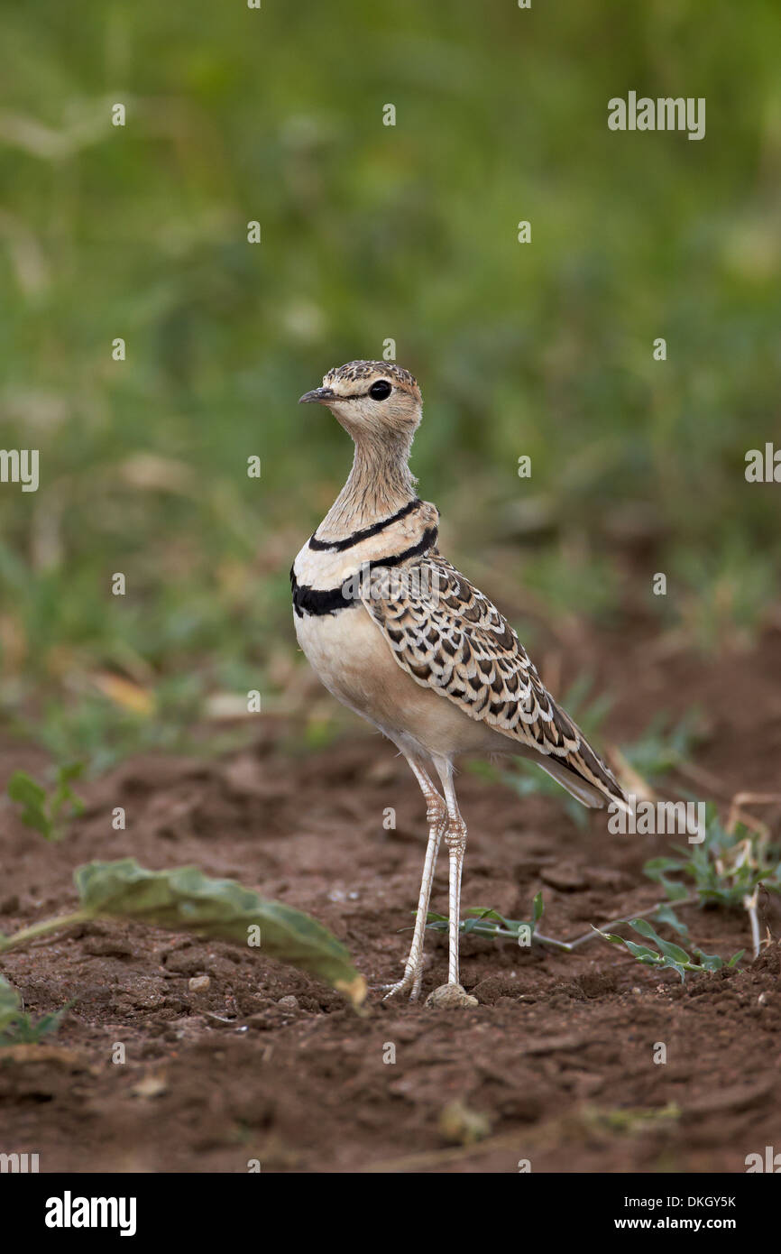 Due bande (courser doppio courser nastrati) (Rhinoptilus africanus), il Parco Nazionale del Serengeti, Tanzania, Africa orientale, Africa Foto Stock