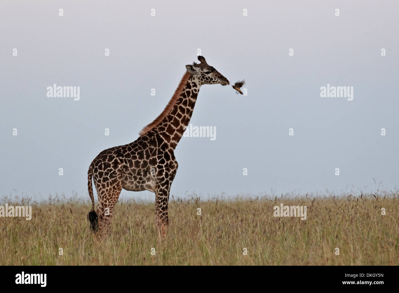 Masai giraffa e giallo-fatturati oxpecker, Serengeti National Park, Tanzania Africa Foto Stock