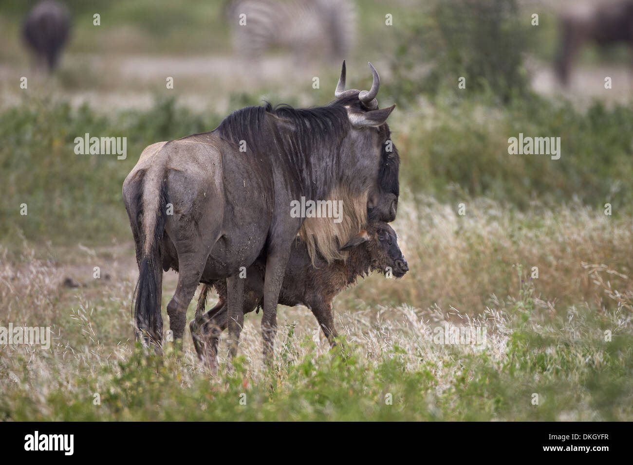 Appena nato blue GNU (Connochaetes taurinus) in piedi da sua madre, Serengeti National Park, Tanzania Africa Foto Stock