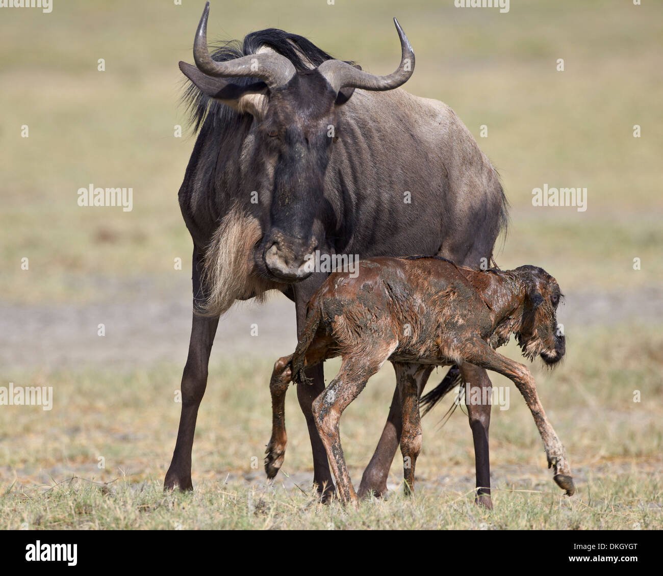 Appena nato blue GNU (Connochaetes taurinus) in piedi per la prima volta, Serengeti National Park, Tanzania Africa Foto Stock