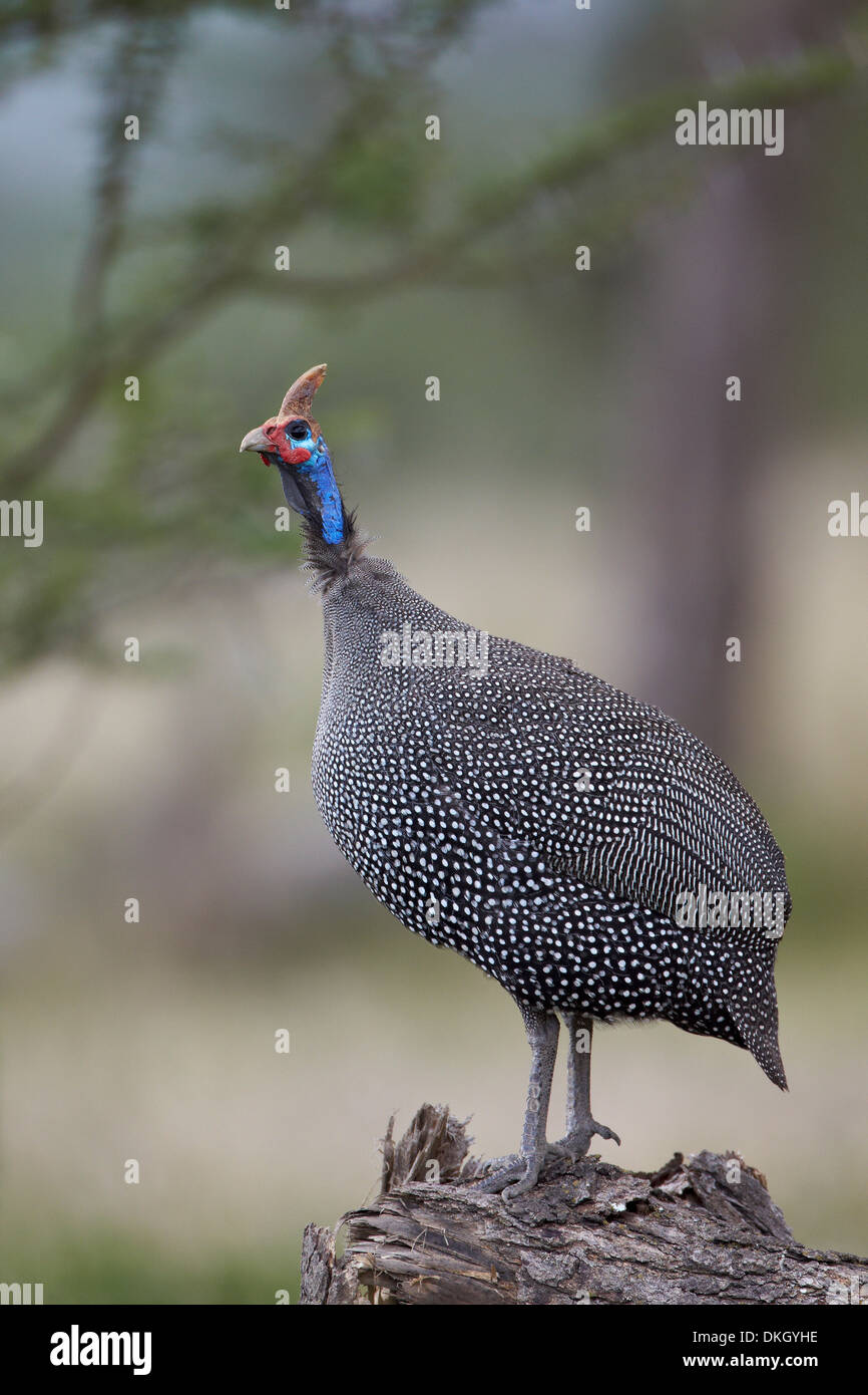 Helmeted faraone (Numida meleagris), il Parco Nazionale del Serengeti, Tanzania, Africa orientale, Africa Foto Stock