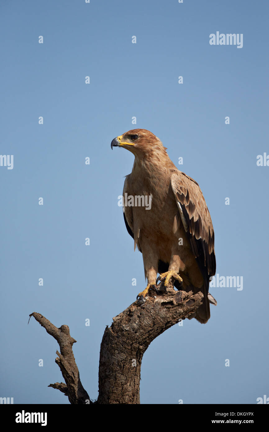 Bruno eagle (Aquila rapax), il Parco Nazionale del Serengeti, Tanzania, Africa orientale, Africa Foto Stock