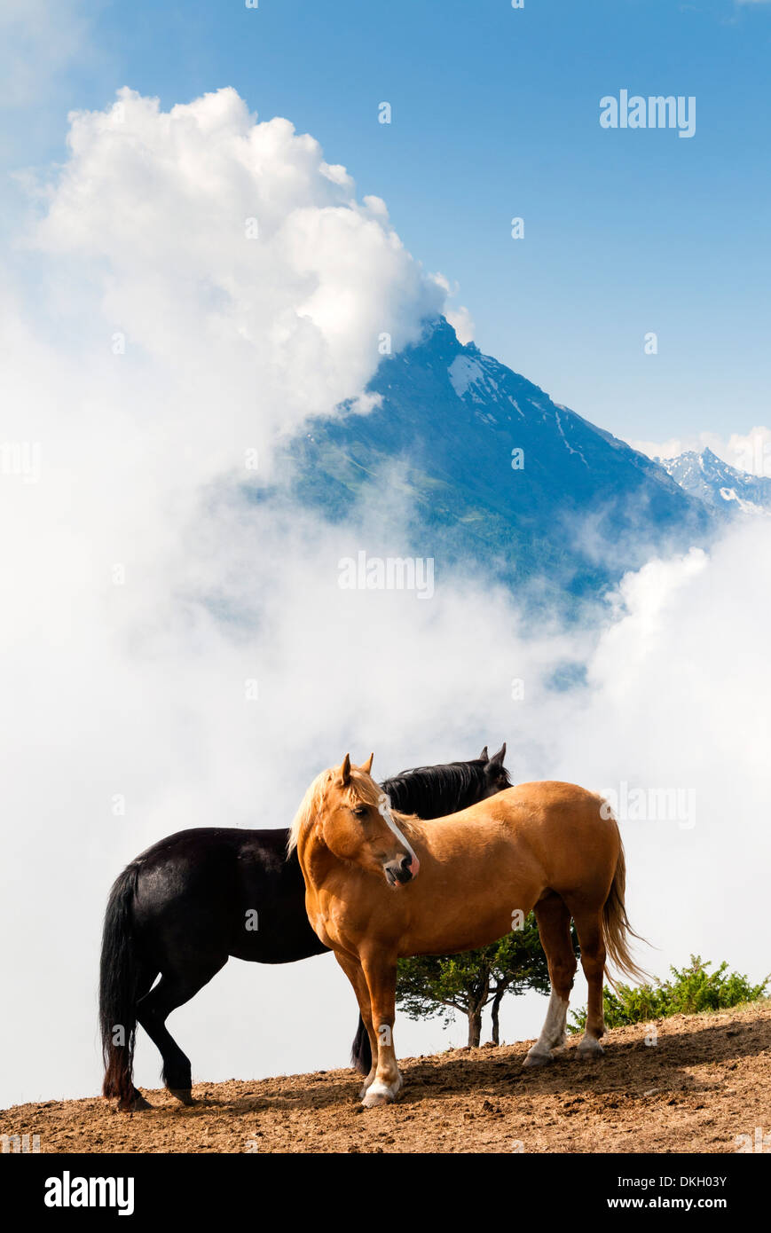 Cavalli e Gran Nomenon montagna, Valle d'Aosta, Alpi Italiane, Italia, Europa Foto Stock