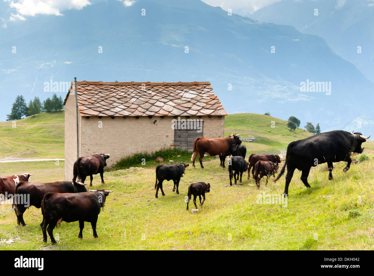 Vacche della Valle d'Aosta, Vetan, Valle d'Aosta, Alpi Italiane, Italia, Europa Foto Stock