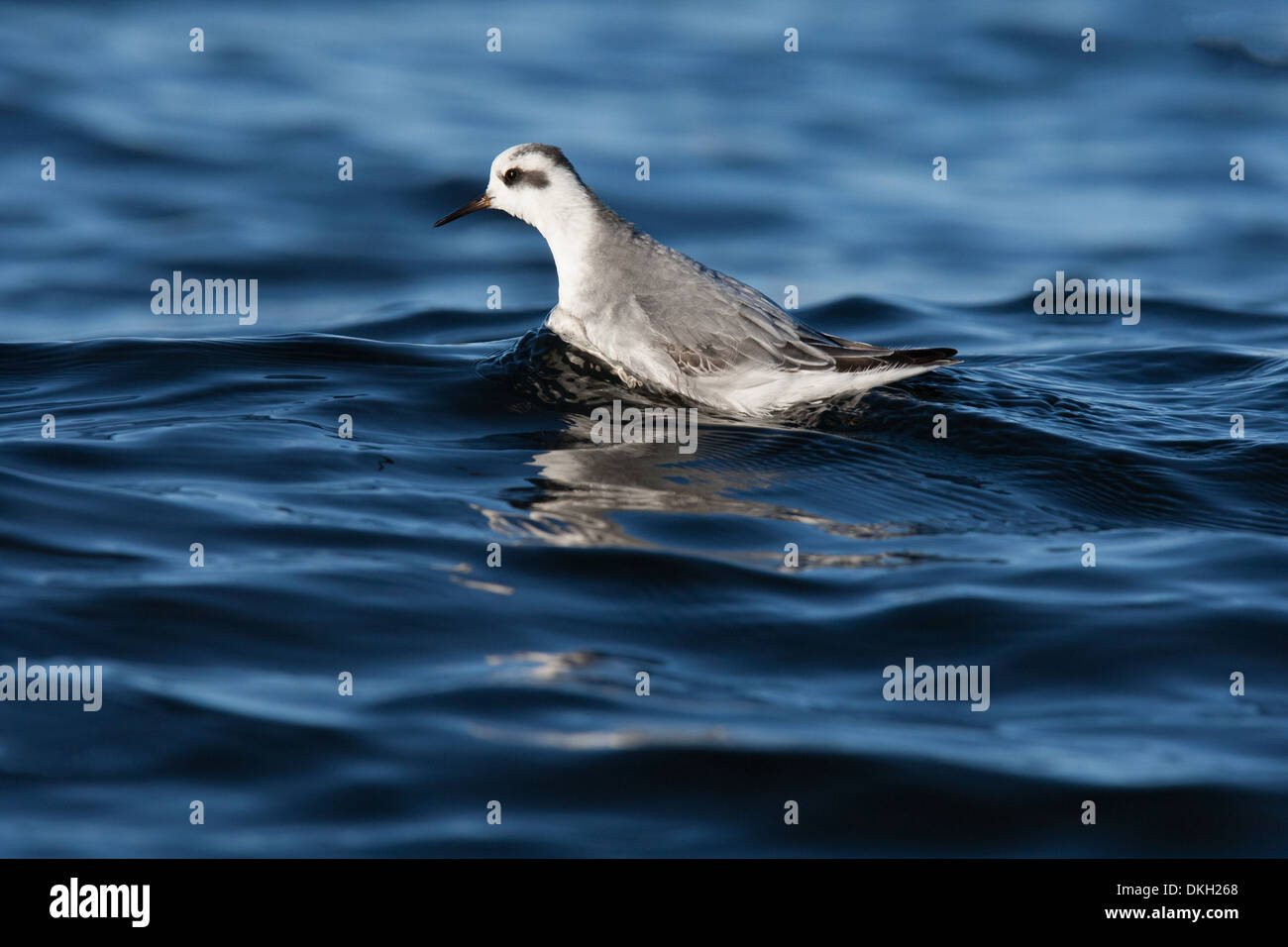 Un migrante Phalarope grigio Phalaropus fulicarius (noto anche come Red Phalarope in Nord America) Shetland Scozia Scotland Foto Stock