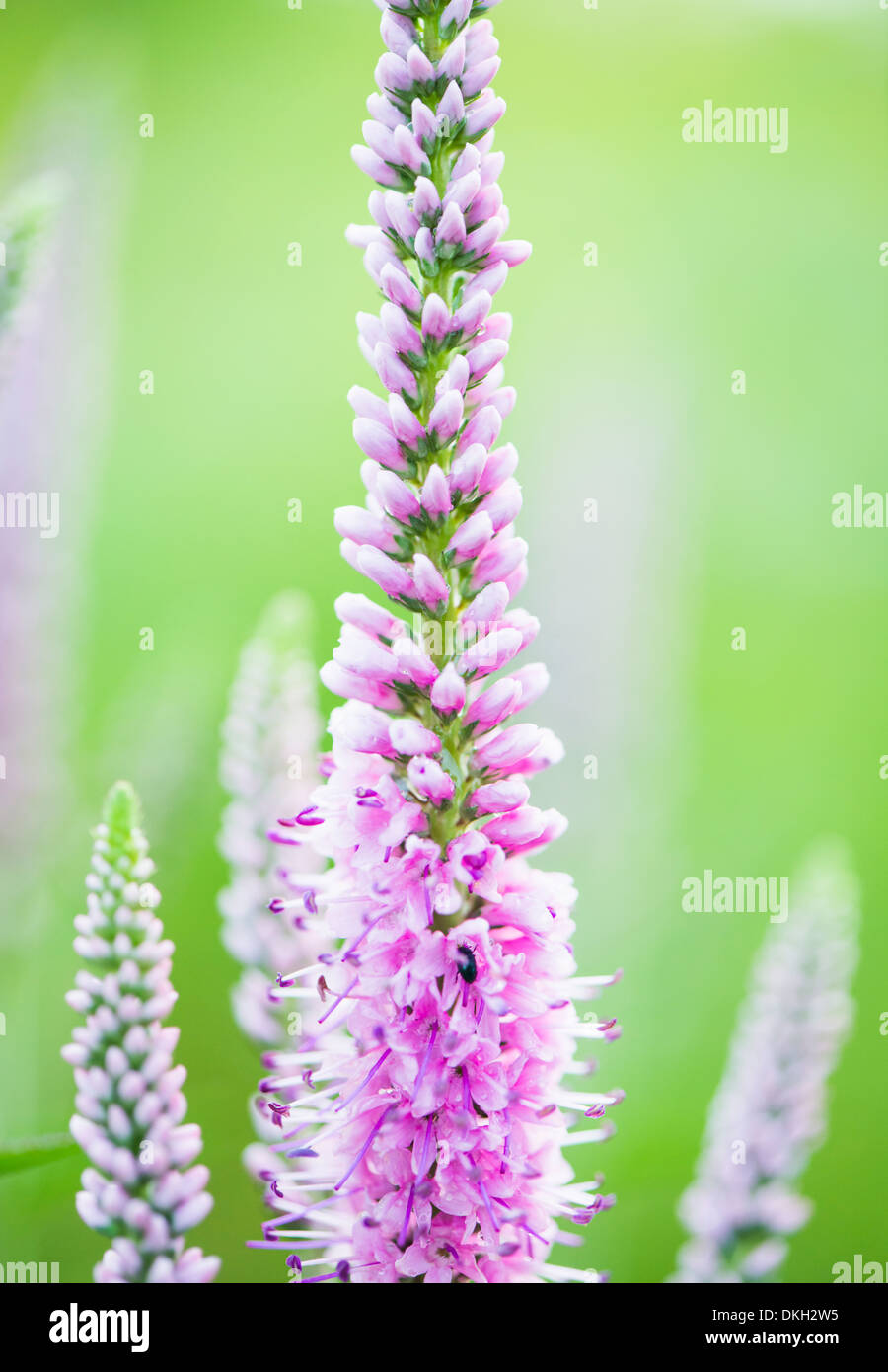 Chiudere con il fuoco selettivo di c Foto Stock
