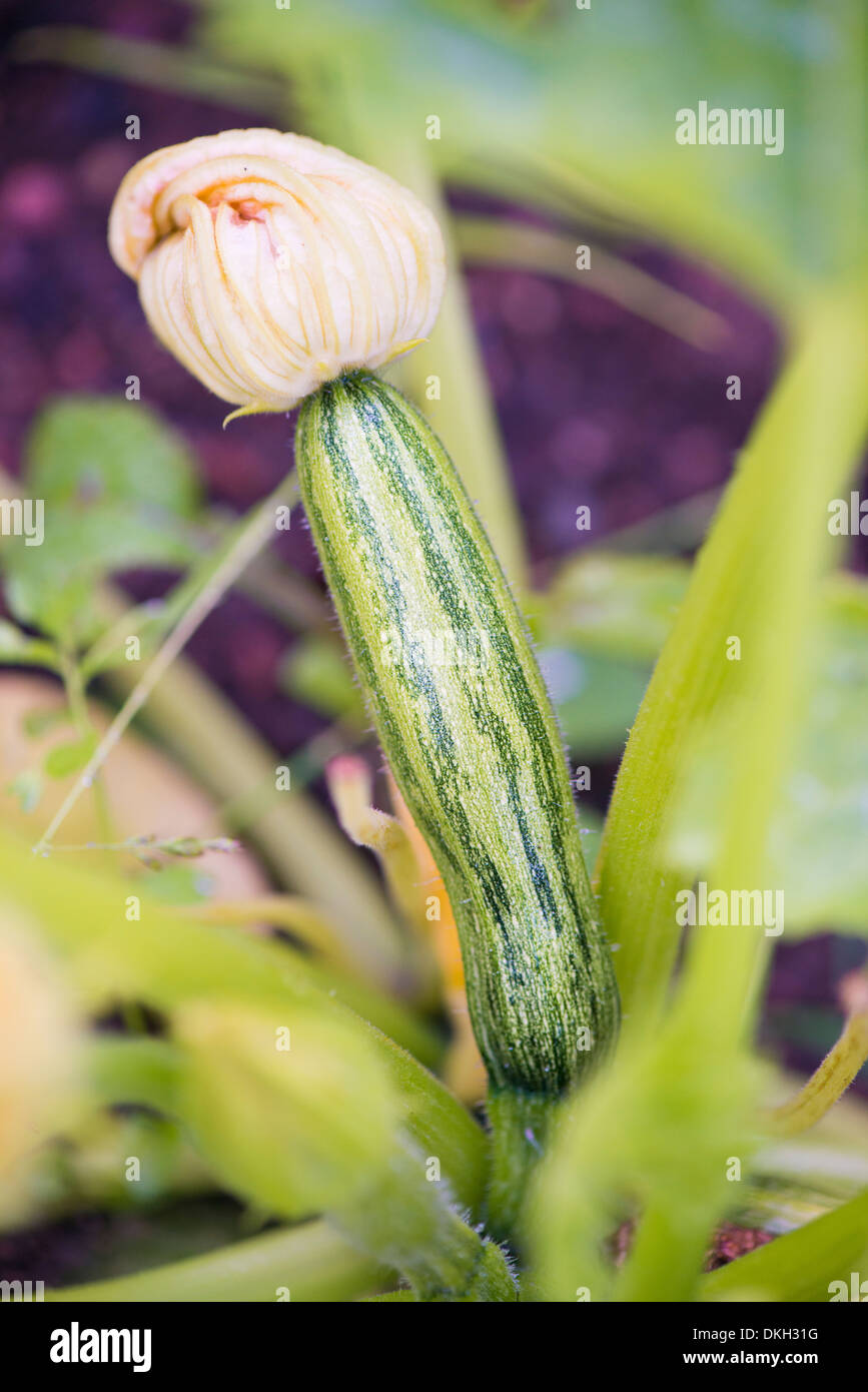 Zucchine (Cucurbita pepo) cresce in giardino Foto Stock