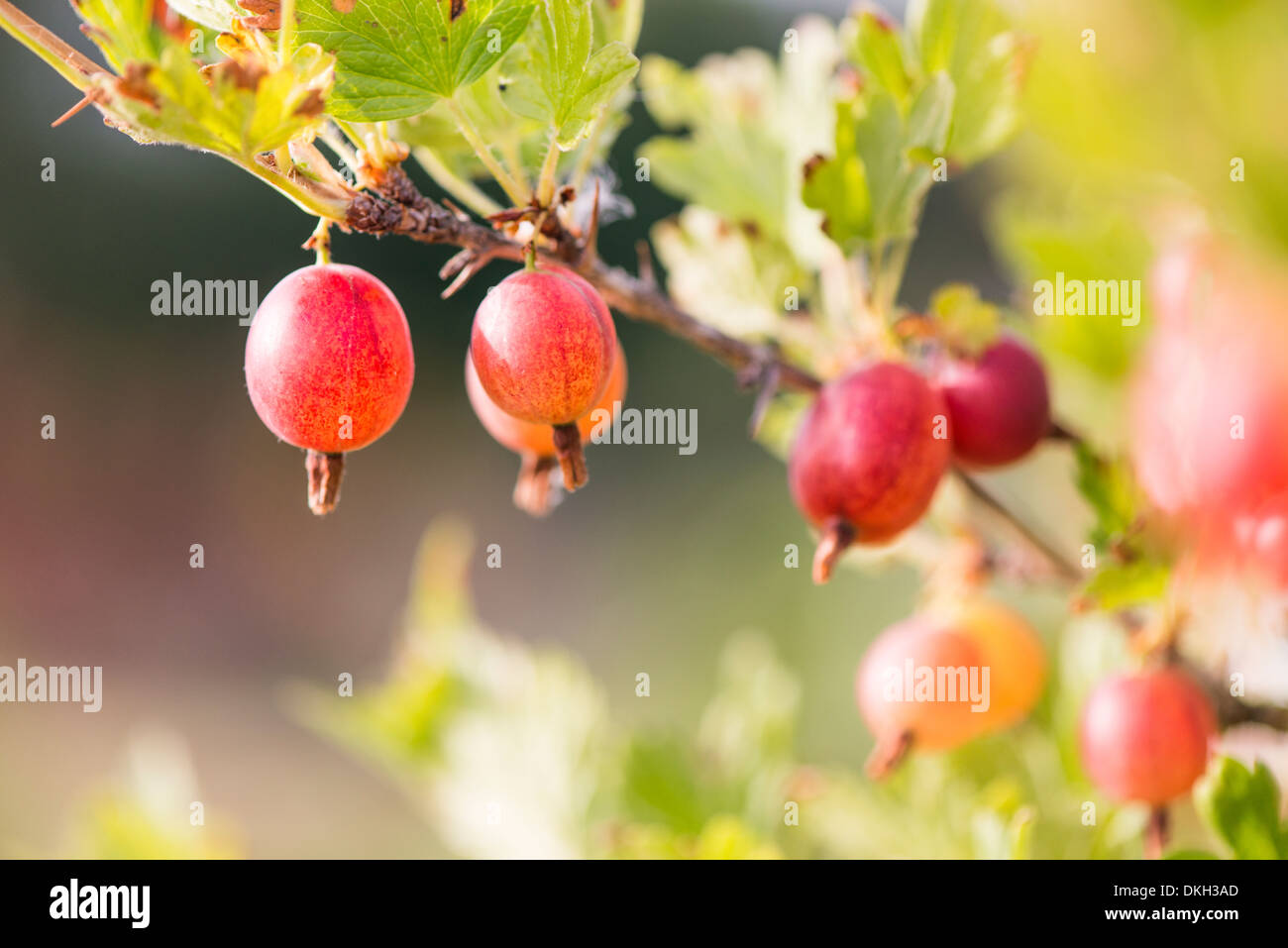 Ribes (ribes uva-crispa) cresce in giardino Foto Stock