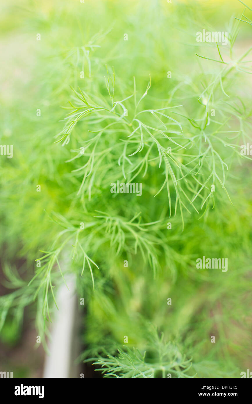 Primo piano di organico cresciuto l'aneto (Anethum graveolens) cresce in giardino Foto Stock