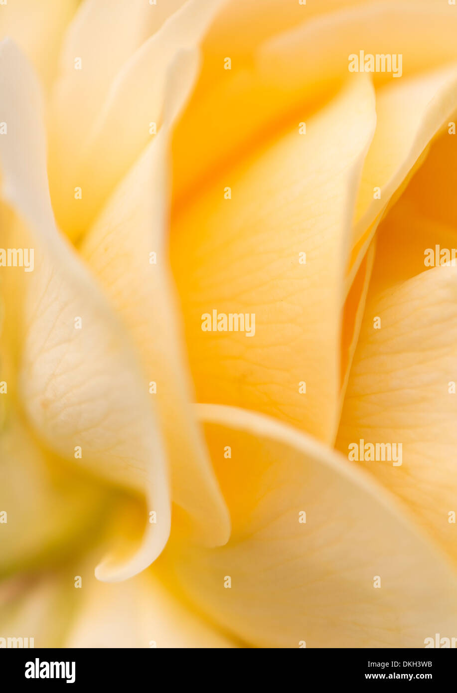 Macro shot di giallo dei petali di rosa Foto Stock