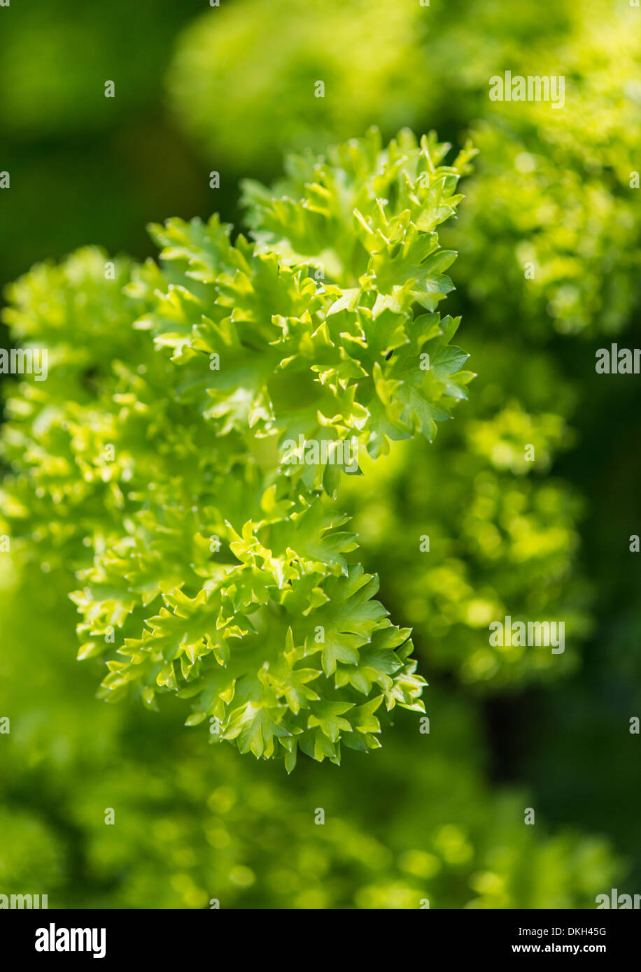 Prezzemolo (Petroselinum crispum Crispum) cresce in giardino Foto Stock