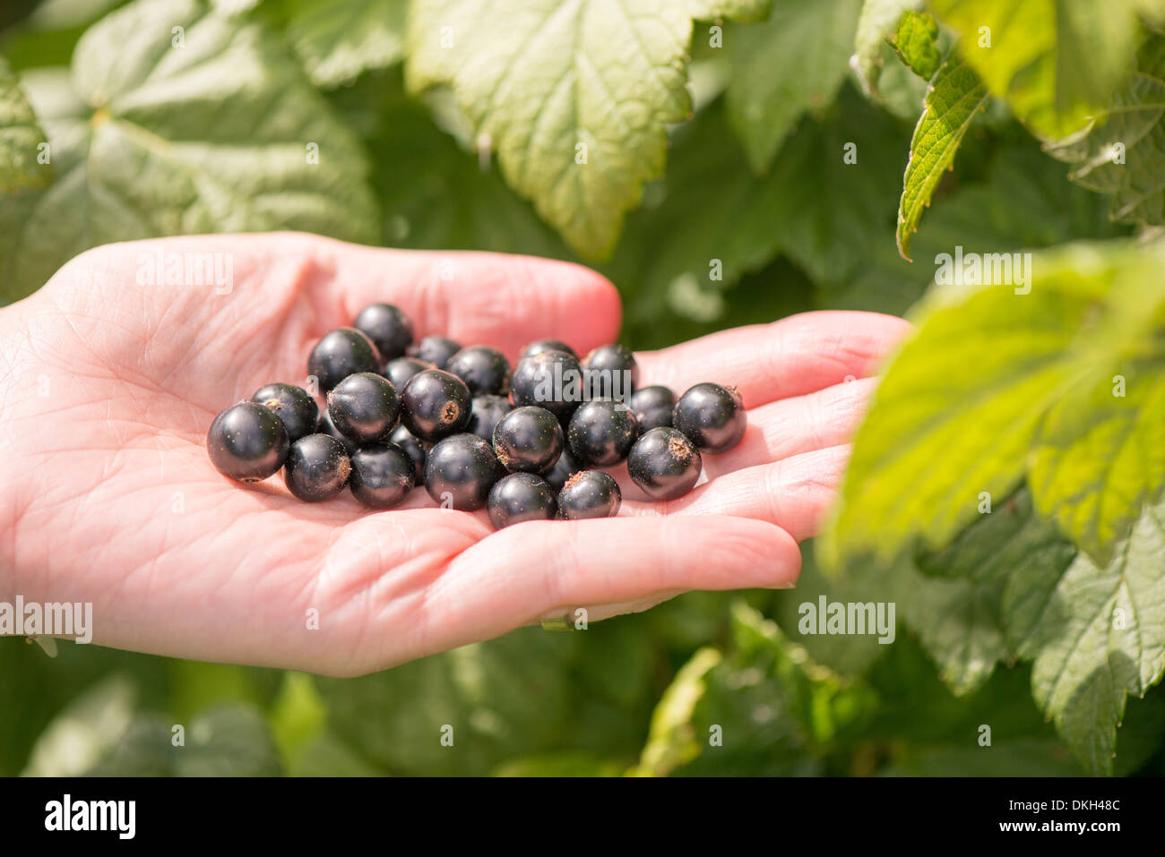 La donna la raccolta di Ribes nero (Ribes nigrum) da Bush in giardino Foto Stock
