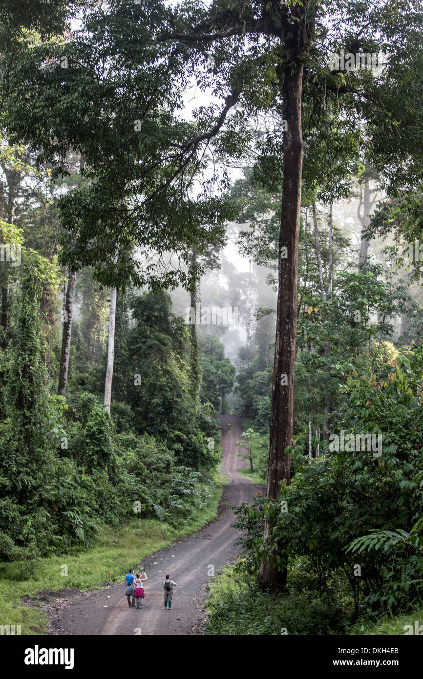 Una guida accompagna i turisti in un inizio di mattina escursione nella valle di Danum, Sabah Malaysian Borneo, Malaysia, Asia sud-orientale, Asia Foto Stock