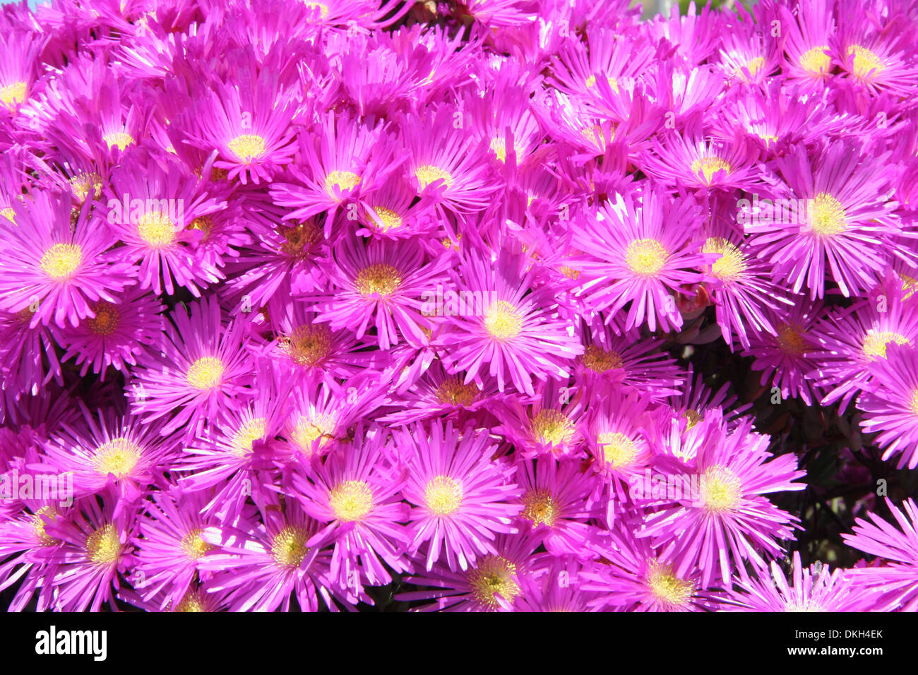 Hottentot fig calendula o impianto di ghiaccio che è un hot pick fiore con lunghi e sottili di petali di fiori e un centro di colore giallo. Foto Stock