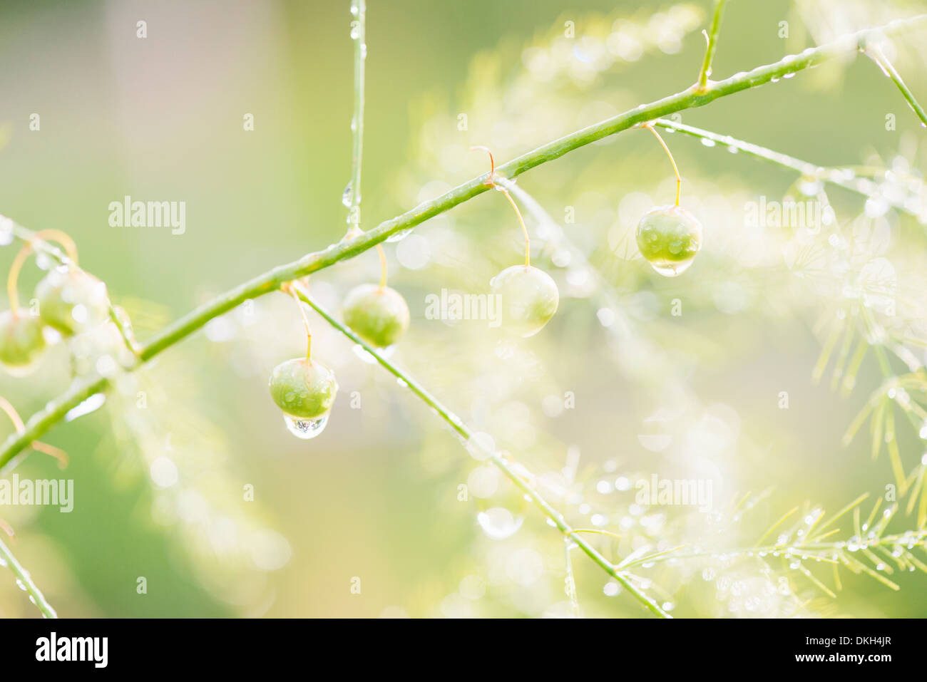 In prossimità della pianta di asparago (Asparagus officinalis) coperto di gocce di pioggia Foto Stock