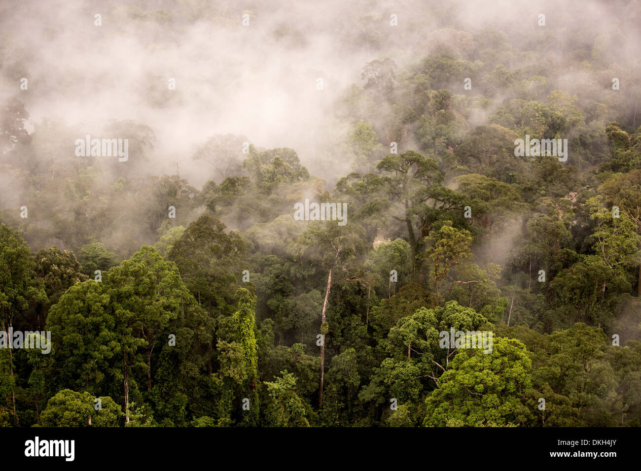 Nebbia di pioggia salendo dalla foresta di Danum Valley, Sabah Malaysian Borneo, Malaysia, Asia sud-orientale, Asia Foto Stock