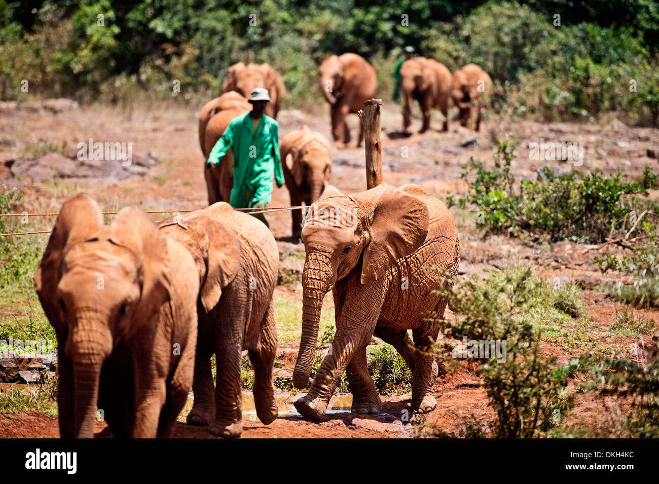 Il David Sheldrick l'Orfanotrofio degli Elefanti prende in bambini elefanti, Loxodonta africana di cacciatori di frodo orfane, Nairobi, Kenya, Africa Foto Stock