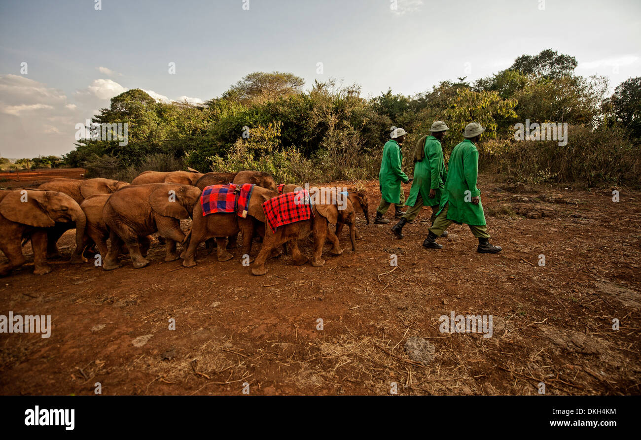 I detentori di piombo elefante africano (Loxodonta africana) dal parco in David Sheldrick l'Orfanotrofio degli Elefanti, Nairobi, Kenya, Africa Foto Stock
