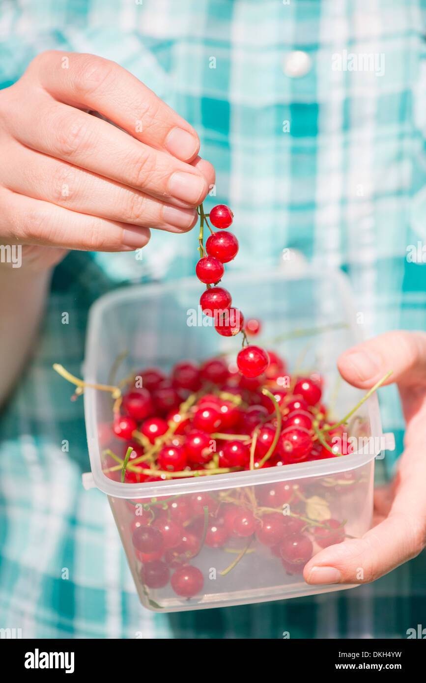 La donna la raccolta di Ribes rosso (ribes rubrum), mettendoli in contenitore di plastica Foto Stock