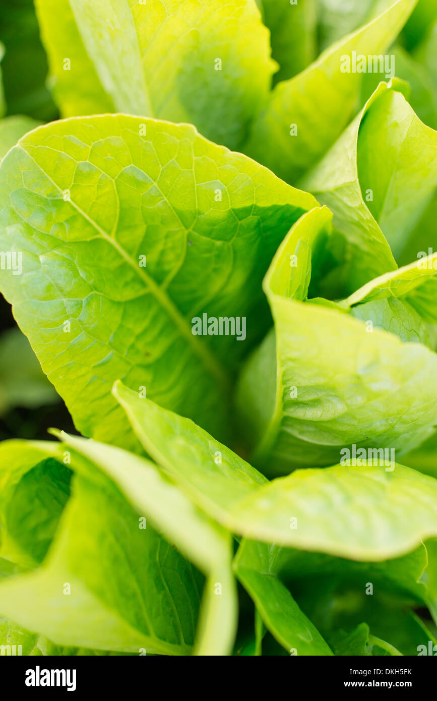 Lattuga romana (Lactuca sativa var. longifolia) cresce in giardino Foto Stock