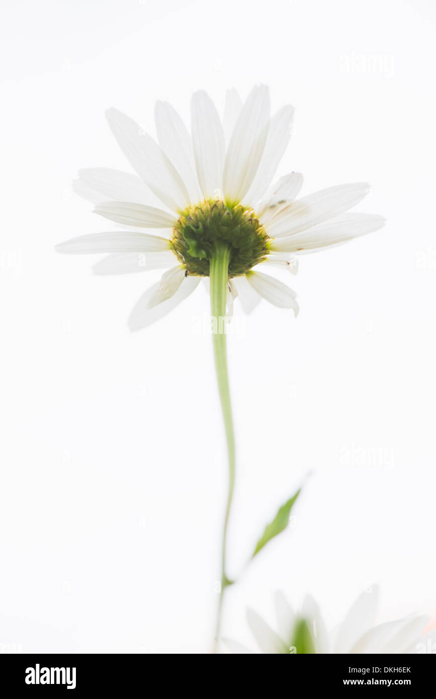 Basso angolo di visione ravvicinata di un fiore bianco che cresce in giardino Foto Stock