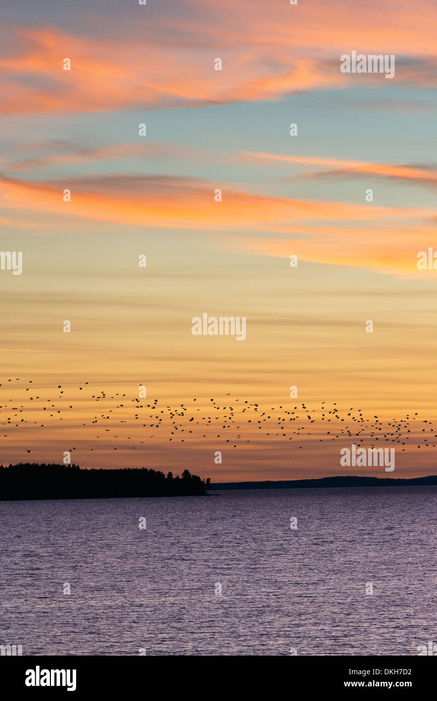 Cielo di tramonto con uno stormo di uccelli migratori in volo. Il lago di Vattern a Vadstena, Svezia Foto Stock