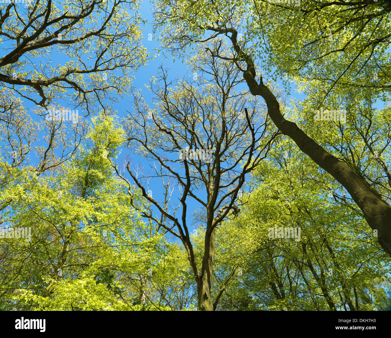 Uno studio dell'albero canopy a Blickling boschi, Norfolk, Inghilterra, Regno Unito, Europa Foto Stock