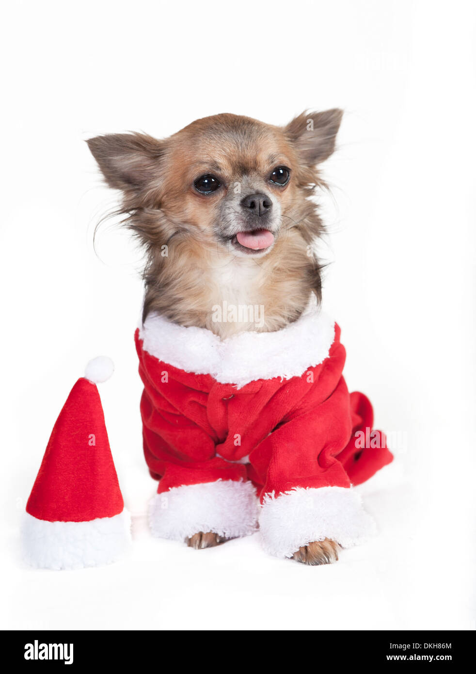Chihuahua vestiti da Babbo Natale, stese la sua lingua, sfondo bianco Foto Stock